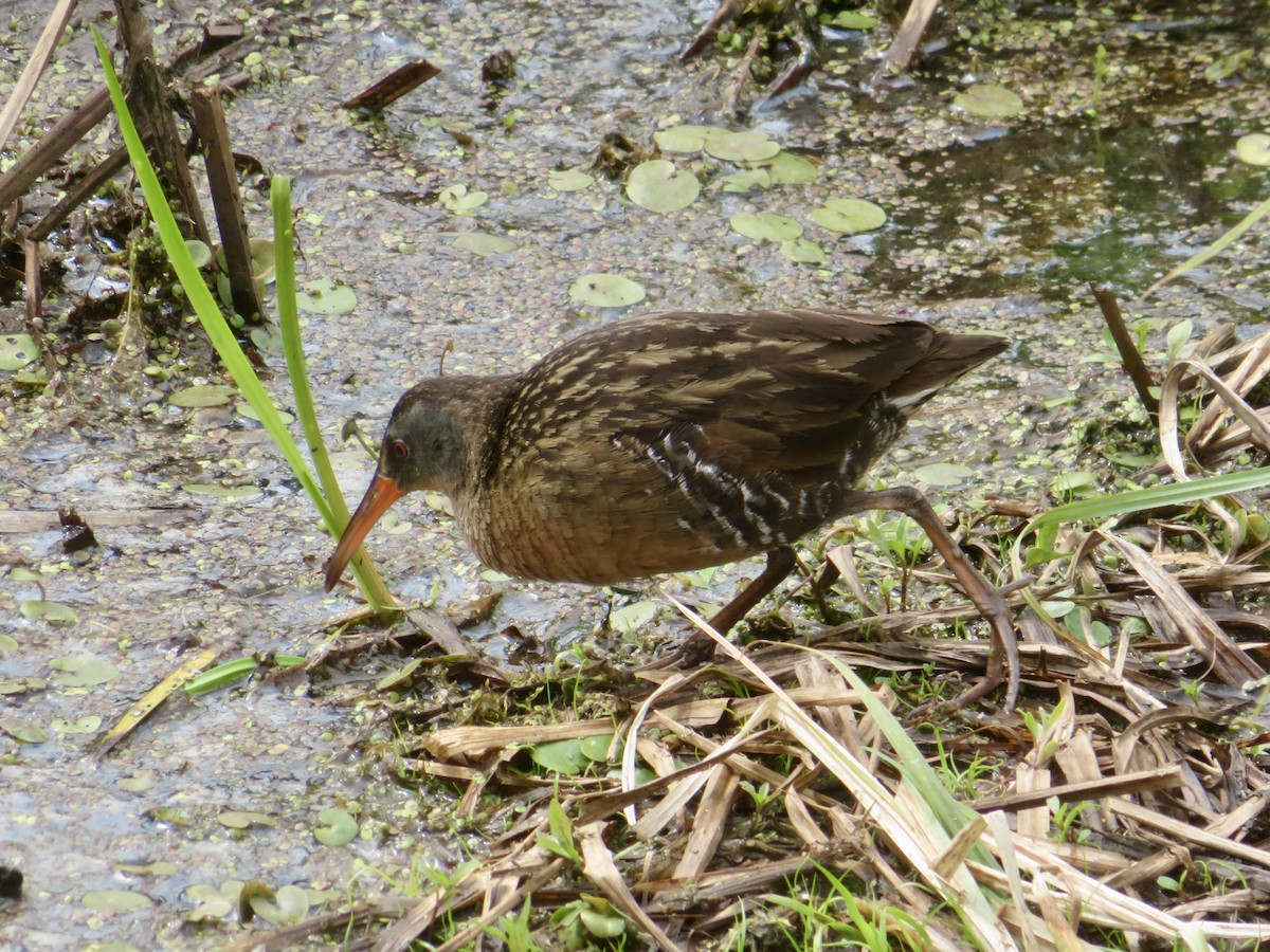 Virginia Rail - Christine Cote