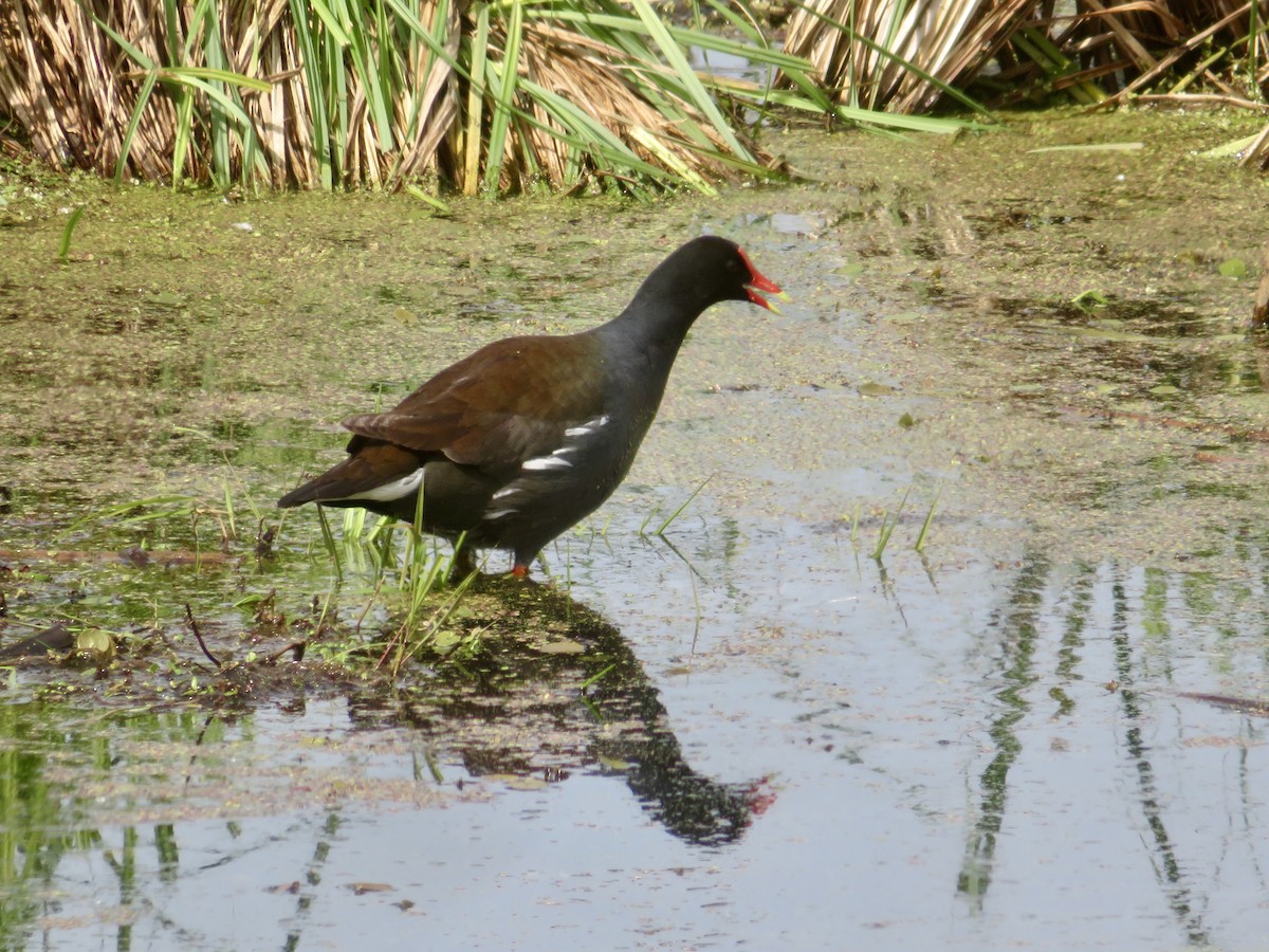 Common Gallinule - Christine Cote