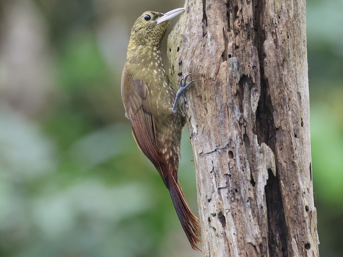 Spotted Woodcreeper - Amy Bishop & Doug Booher