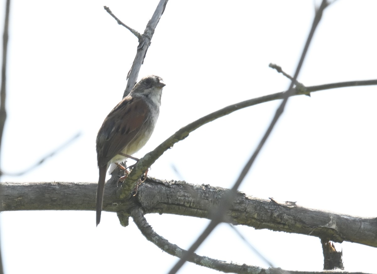 Swamp Sparrow - FELIX-MARIE AFFA'A