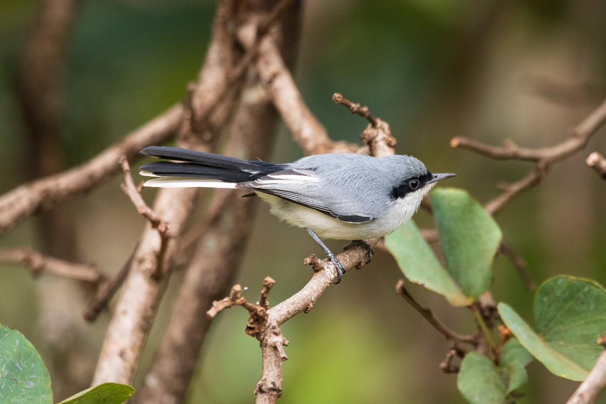 Masked Gnatcatcher - ML619579672