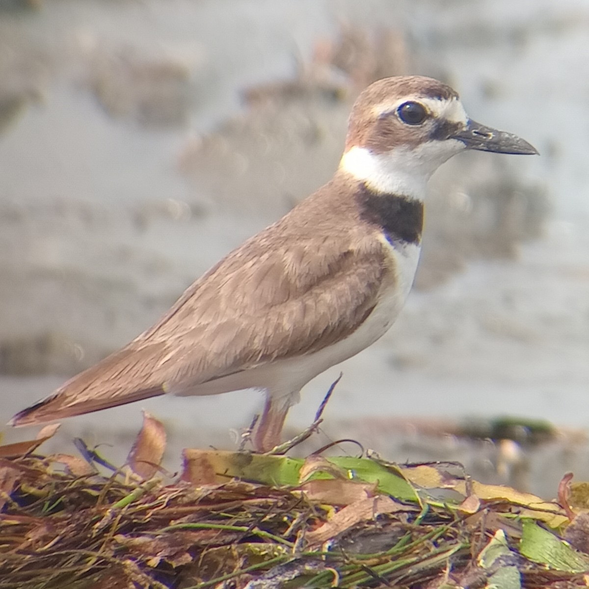 Wilson's Plover - Manuel López Salcedo