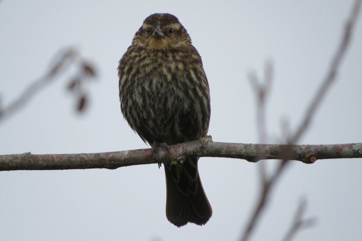 Red-winged Blackbird - Kathy  Kirk