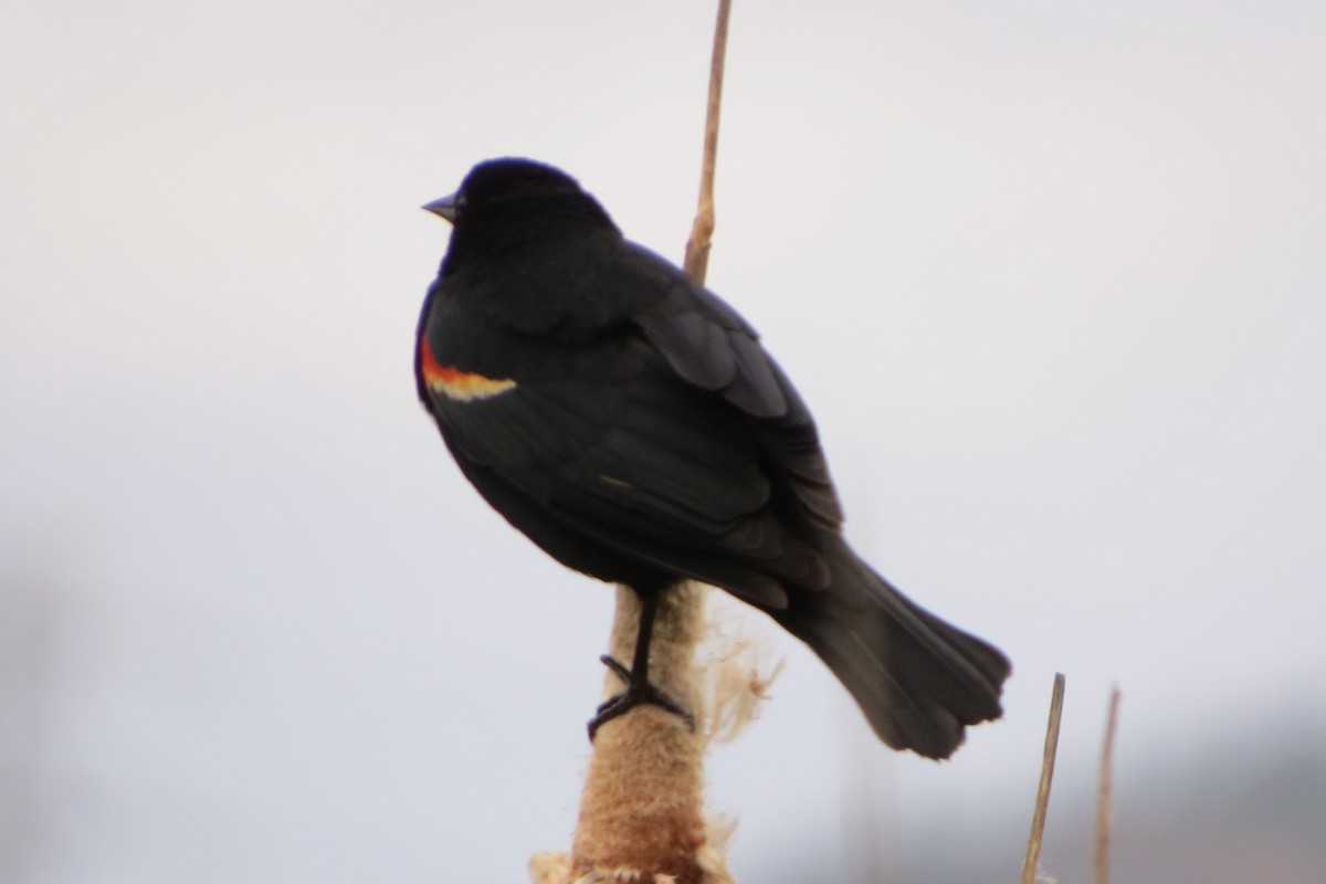 Red-winged Blackbird - Kathy  Kirk