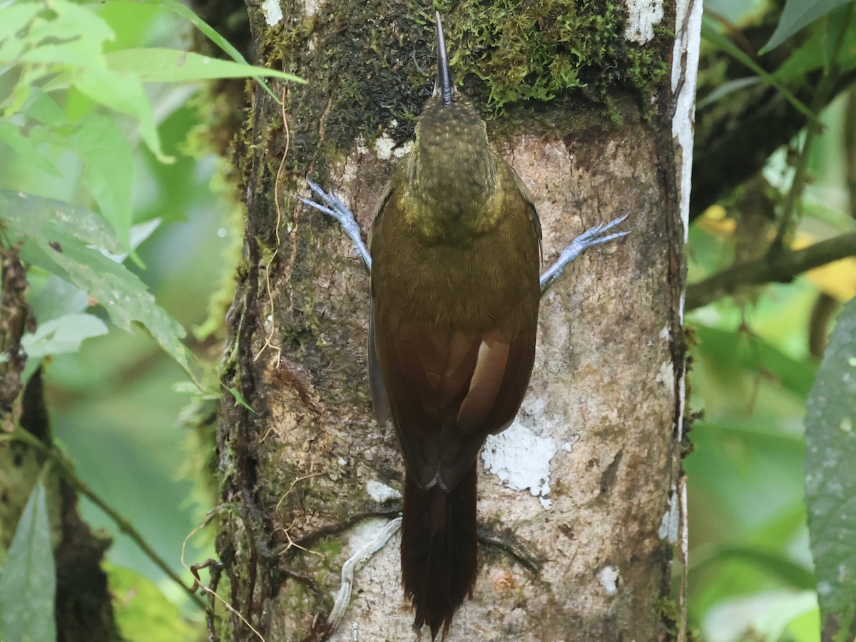 Spotted Woodcreeper - Amy Bishop & Doug Booher