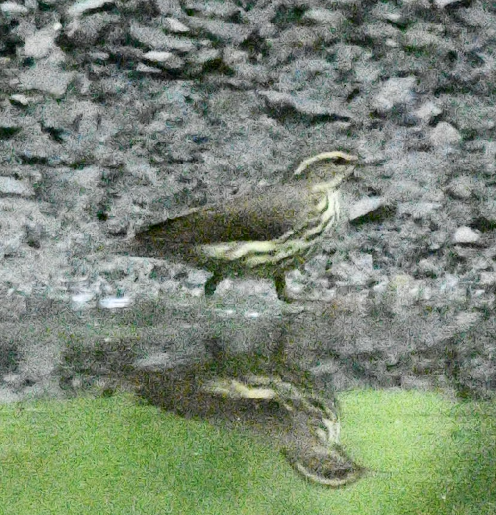 Northern Waterthrush - ML619579680