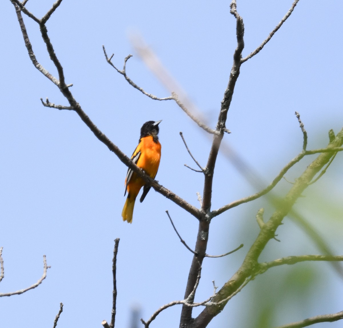 Baltimore Oriole - FELIX-MARIE AFFA'A