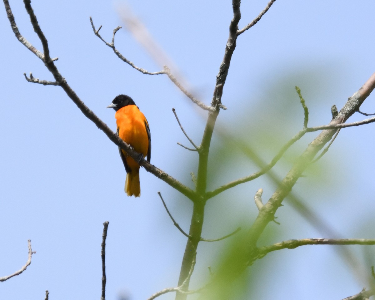 Baltimore Oriole - FELIX-MARIE AFFA'A