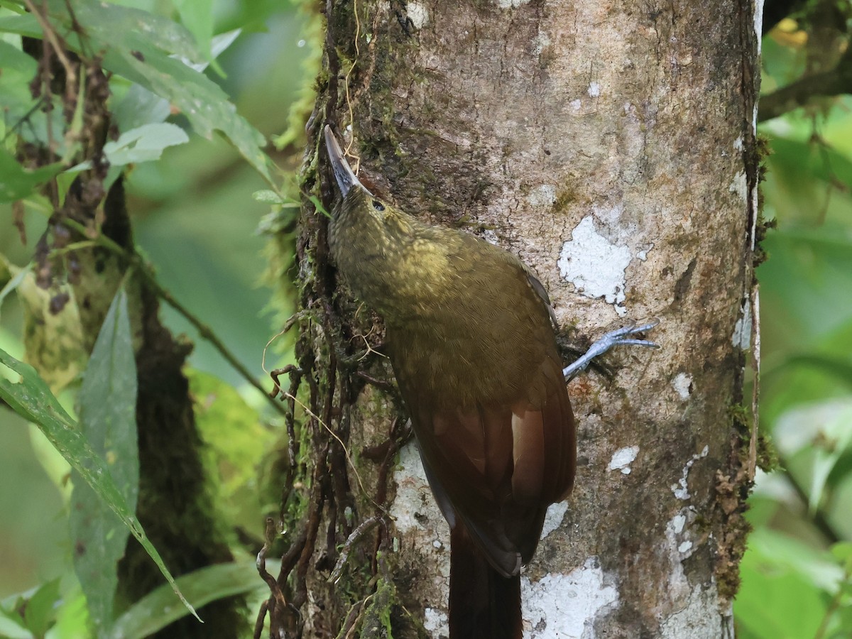 Spotted Woodcreeper - Amy Bishop & Doug Booher