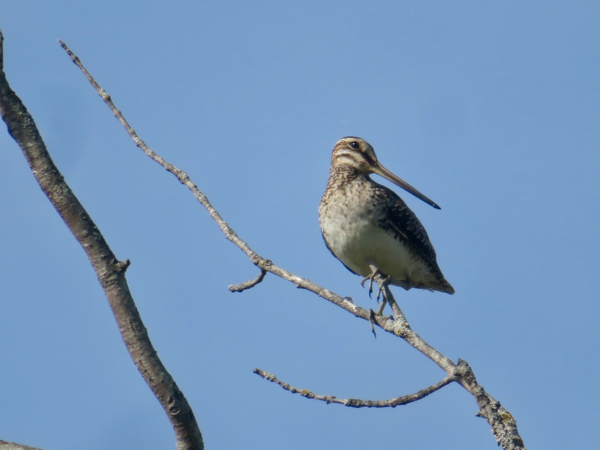 Wilson's Snipe - Christine Cote