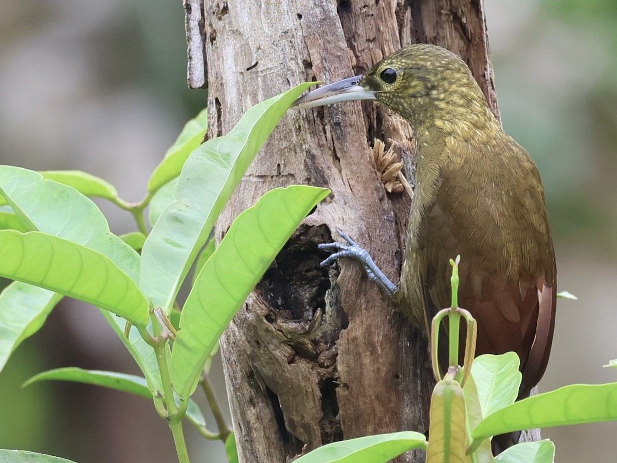 Spotted Woodcreeper - Amy Bishop & Doug Booher