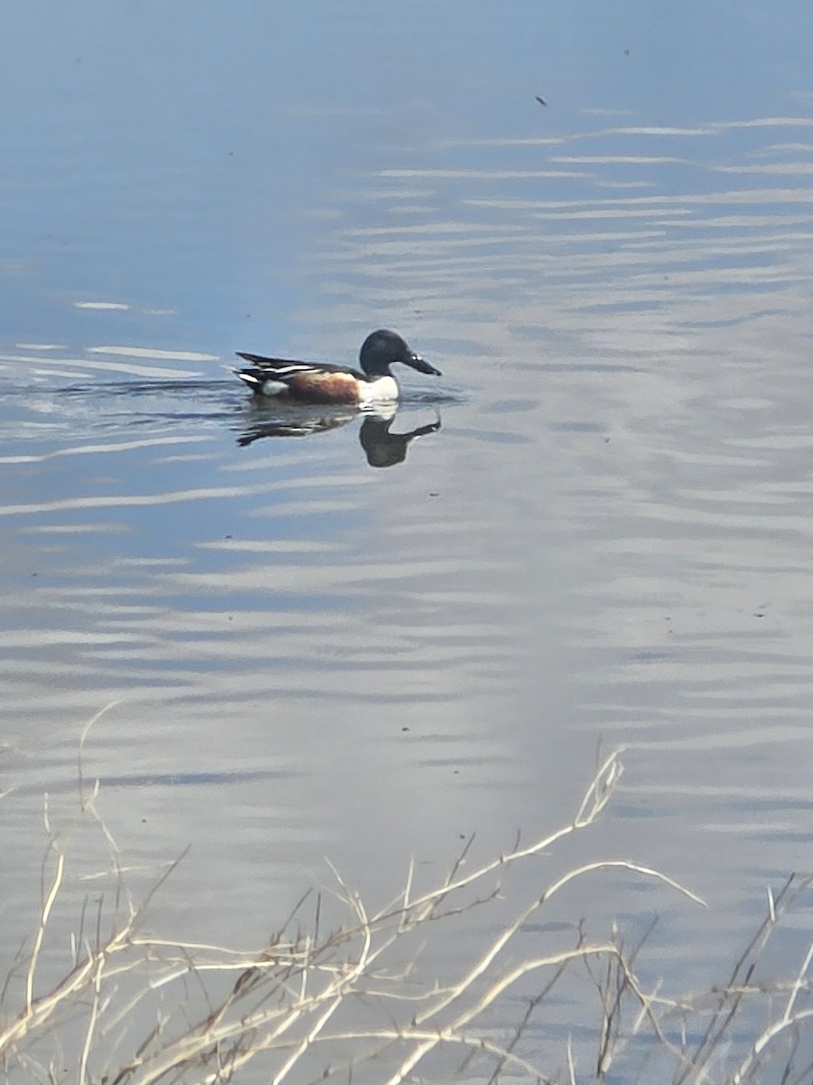 Northern Shoveler - ML619579692