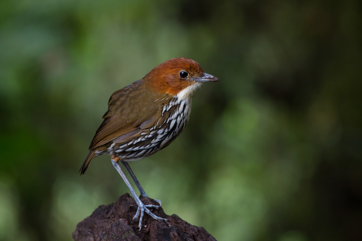 Chestnut-crowned Antpitta - Brian Healy