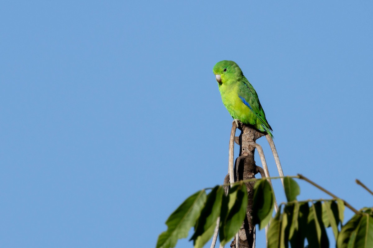 Cobalt-rumped Parrotlet - Fernando Calmon