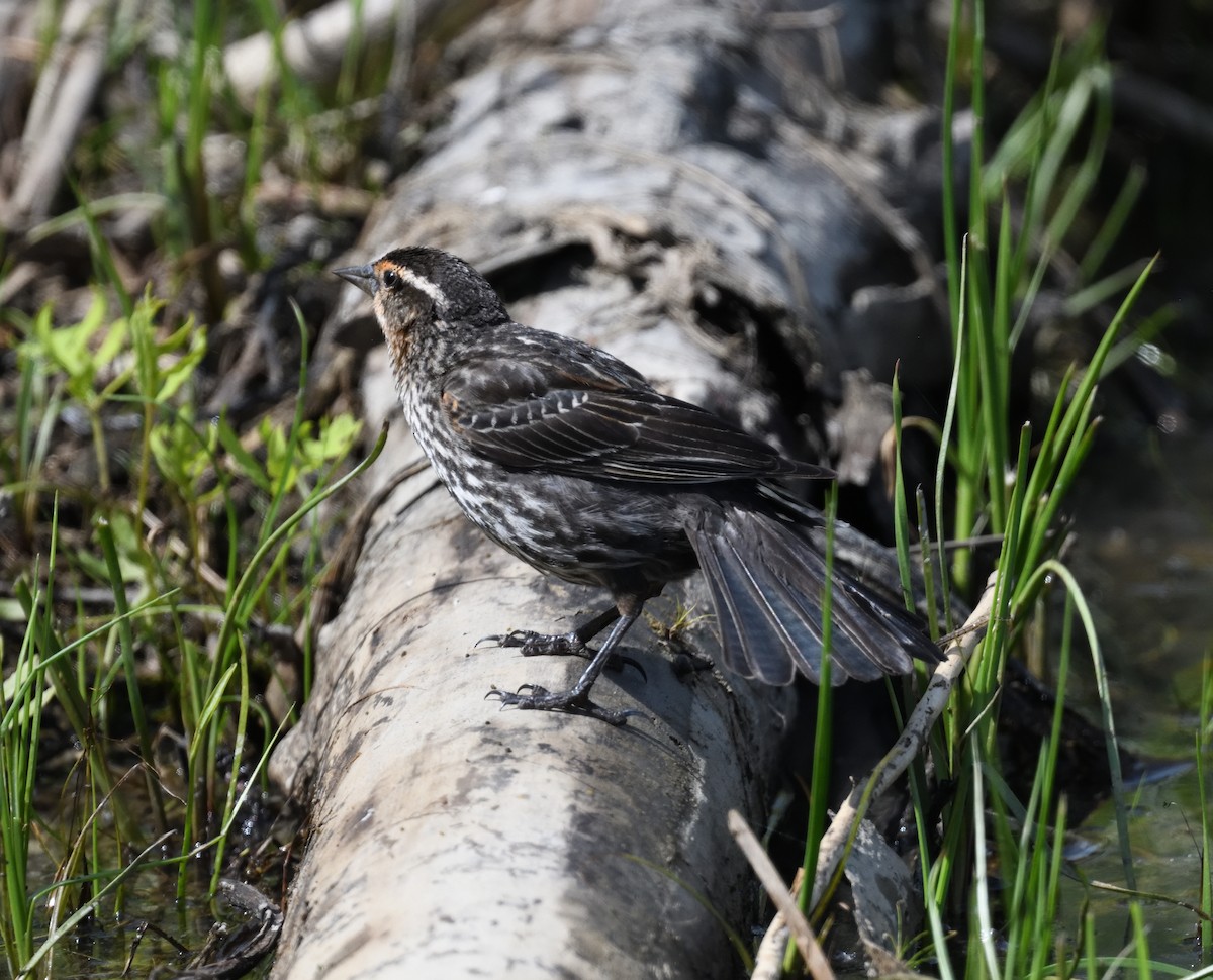 Red-winged Blackbird - FELIX-MARIE AFFA'A