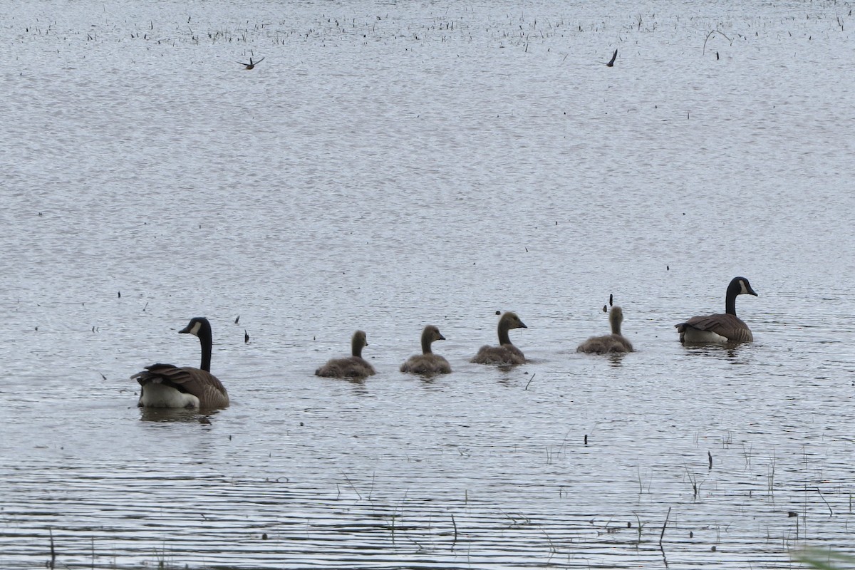 Canada Goose - Kathy  Kirk