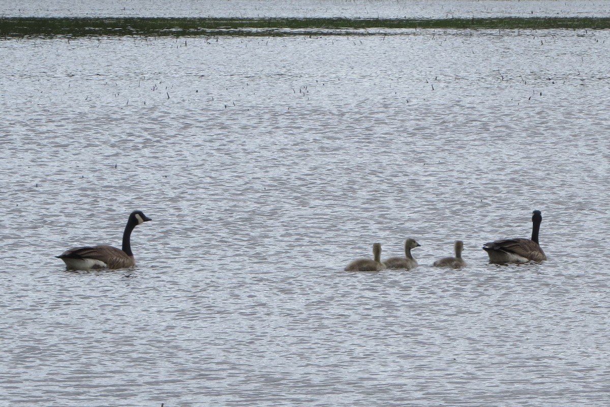 Canada Goose - Kathy  Kirk