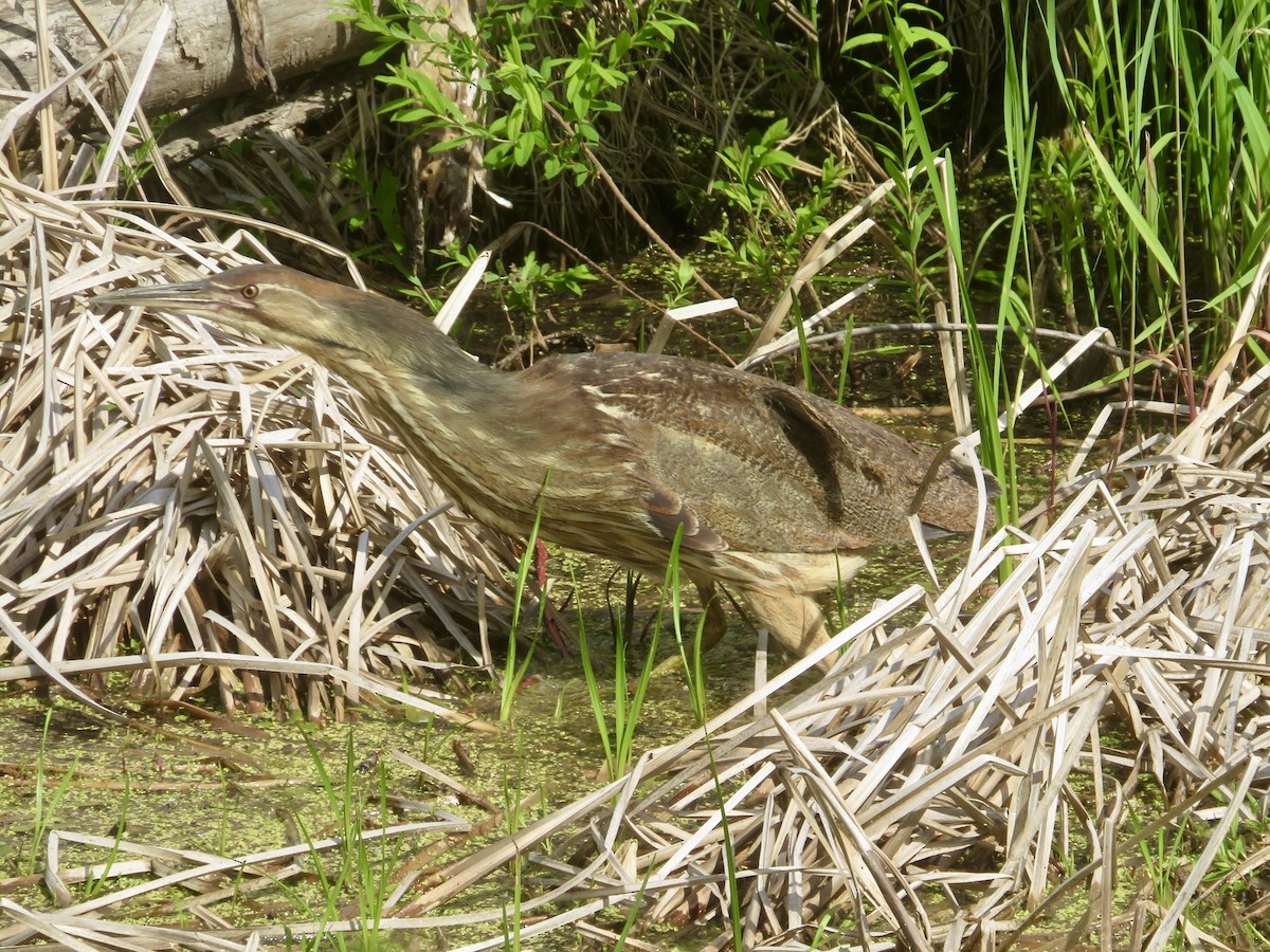 American Bittern - Christine Cote