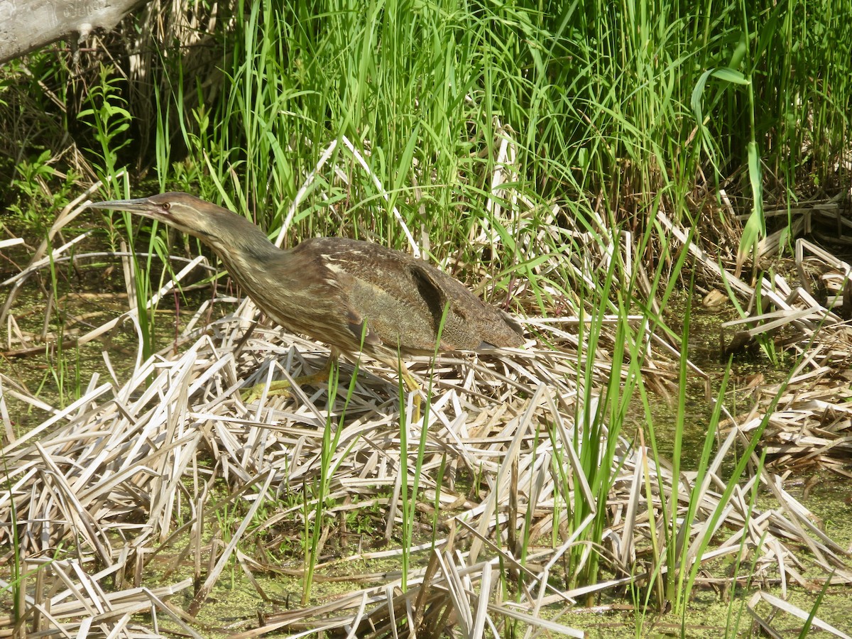 American Bittern - Christine Cote