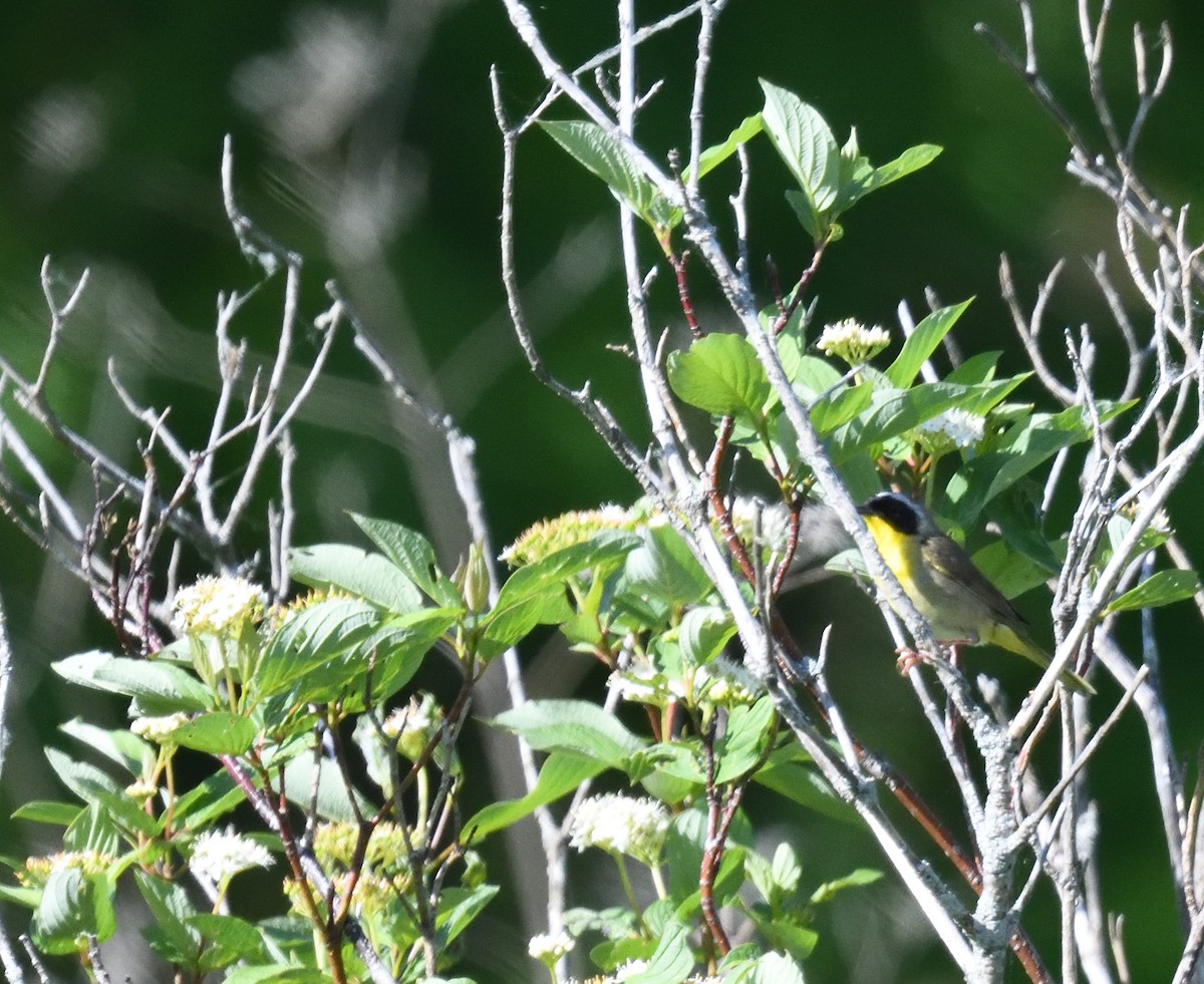 Common Yellowthroat - FELIX-MARIE AFFA'A