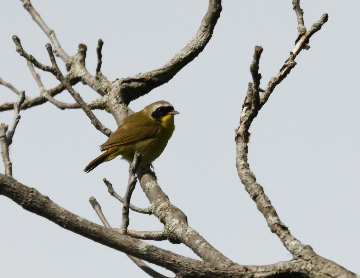 Common Yellowthroat - FELIX-MARIE AFFA'A