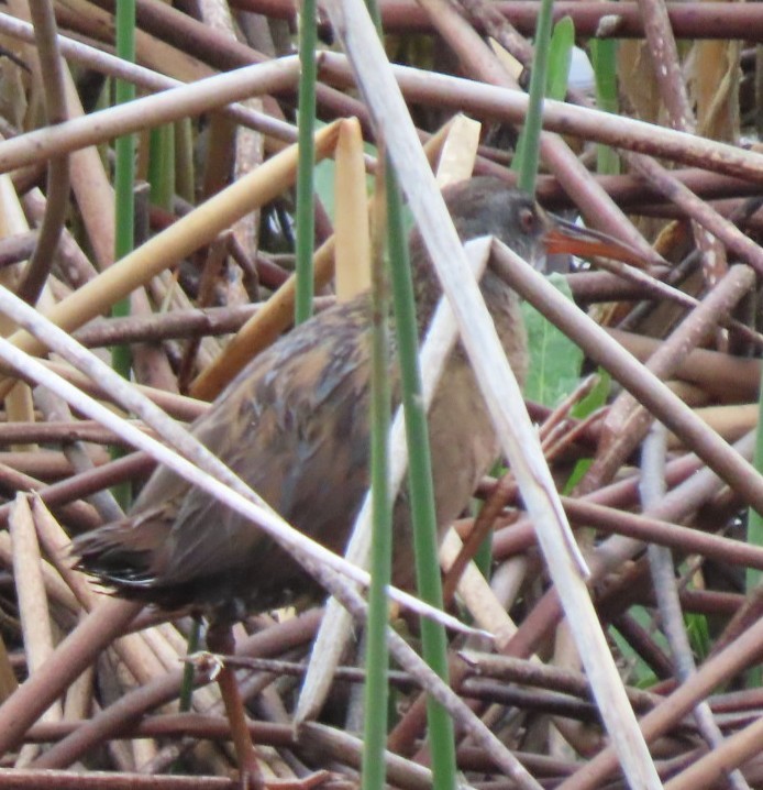 Virginia Rail - Suzi Holt