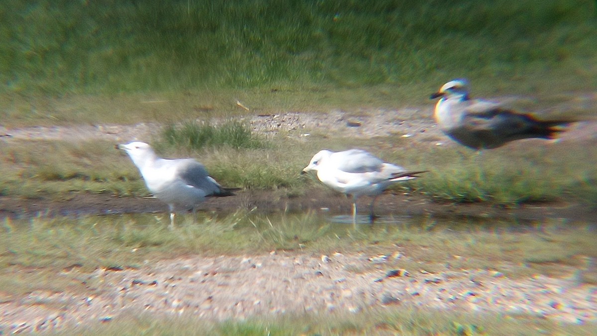 Ring-billed Gull - Ade Ben-Sal.