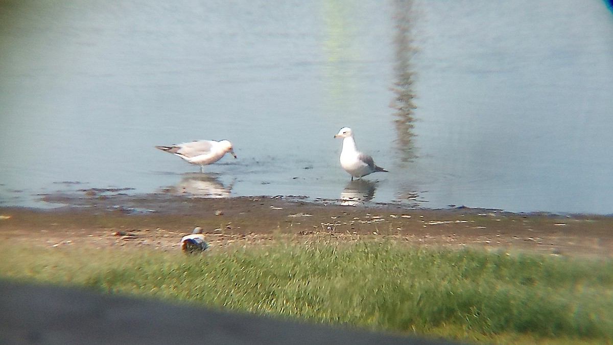 Ring-billed Gull - Ade Ben-Sal.