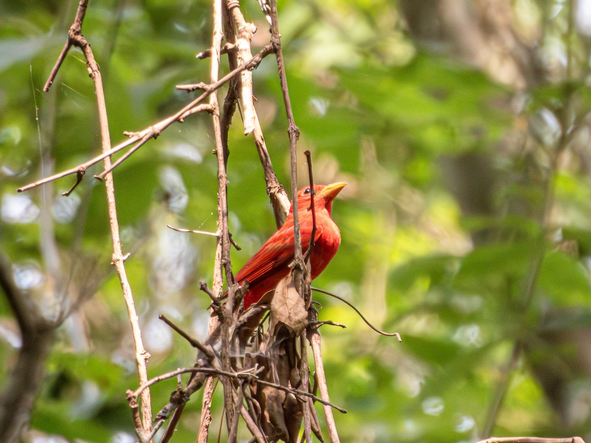 Summer Tanager - Andrew Hamlett