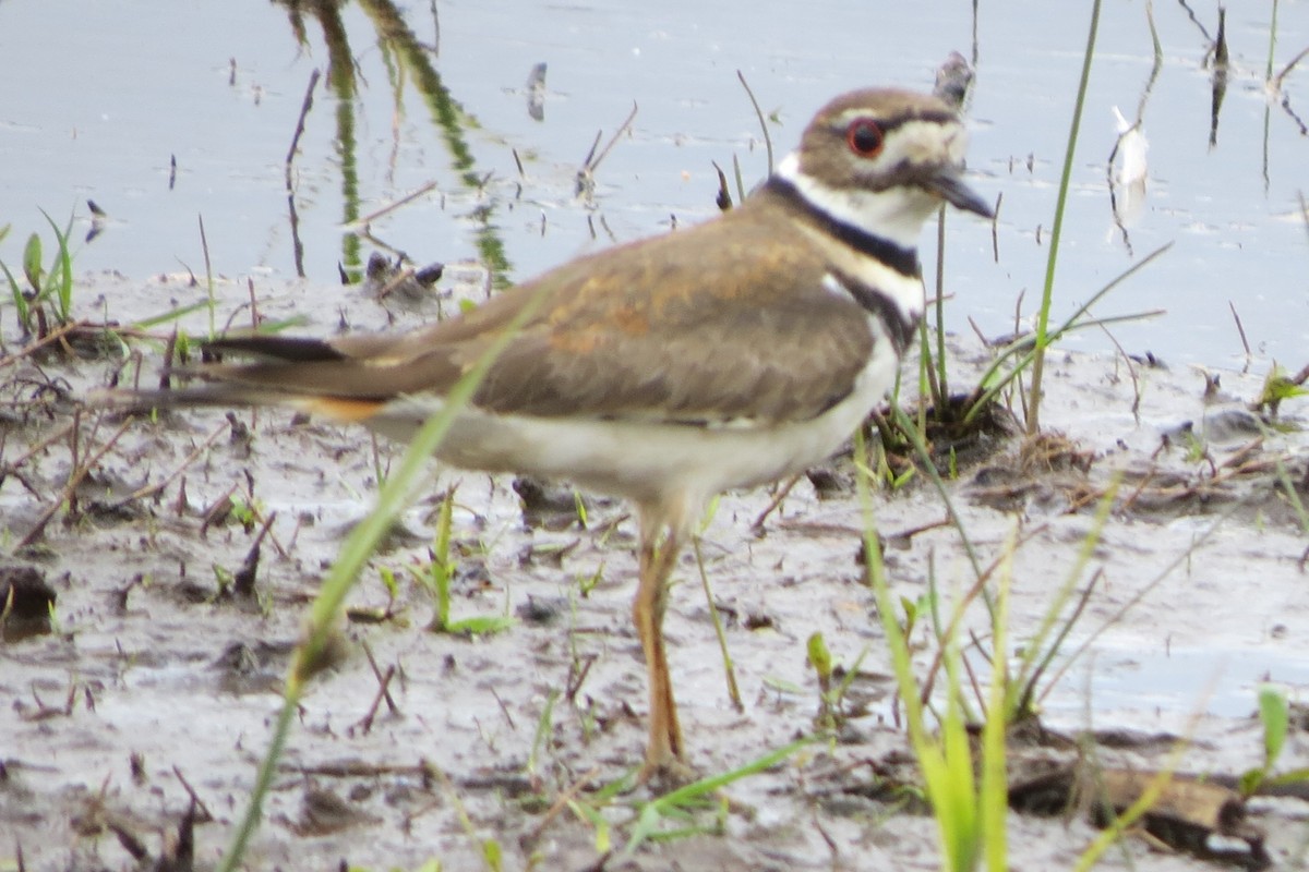 Killdeer - Kathy  Kirk