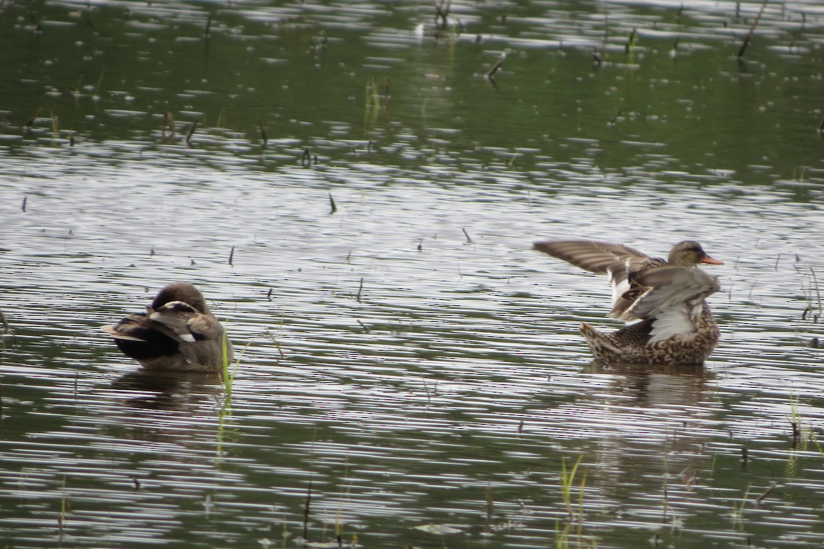 Gadwall - Kathy  Kirk