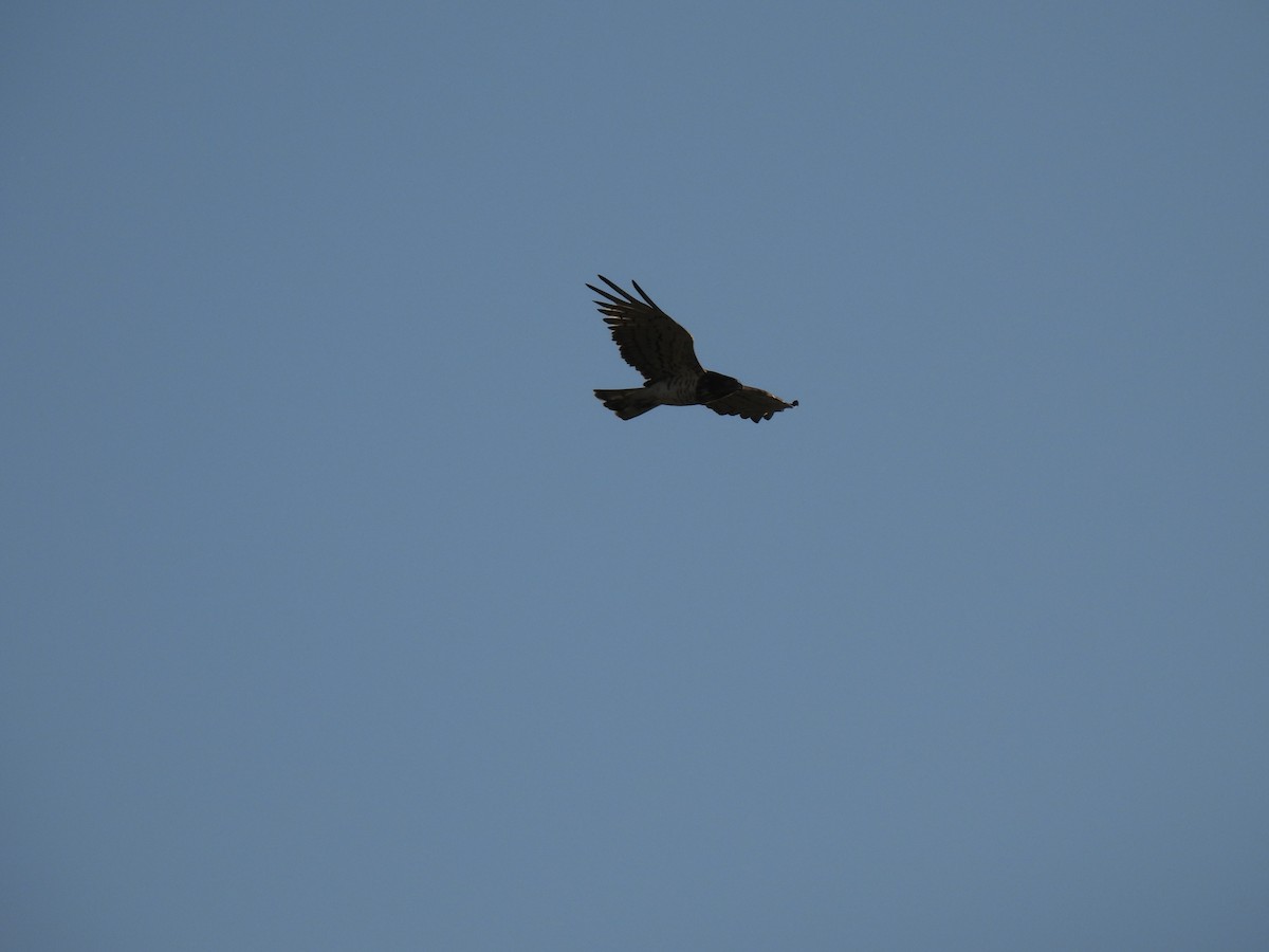 Short-toed Snake-Eagle - Miguel Ángel  Pardo Baeza