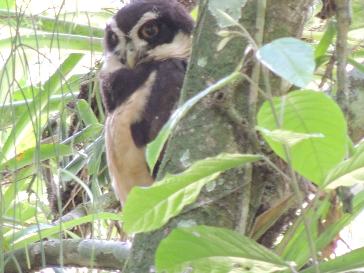 Spectacled Owl - Roger Lambert