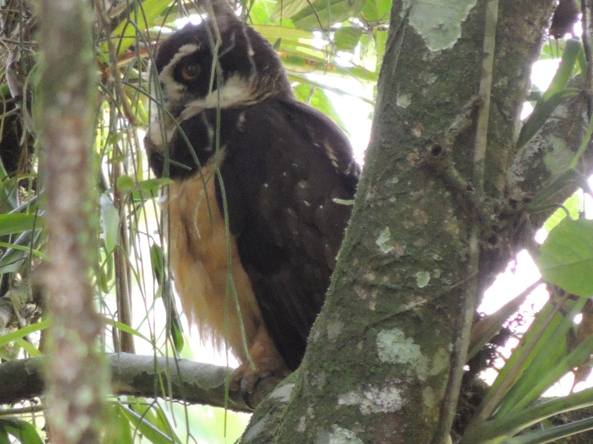 Spectacled Owl - ML619579733