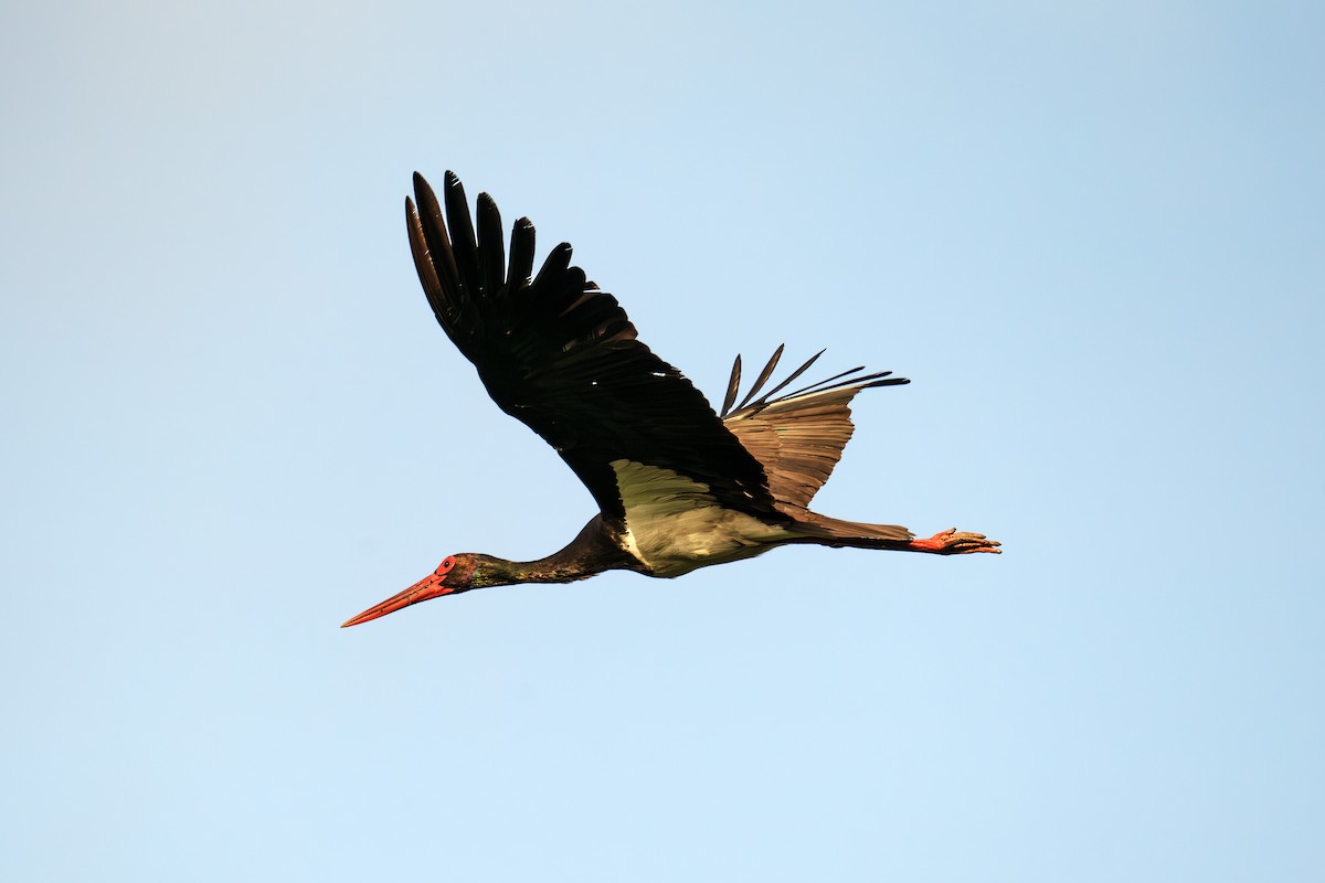 Black Stork - Levent Uysal