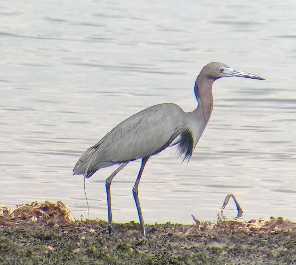 Little Blue Heron - ML619579742