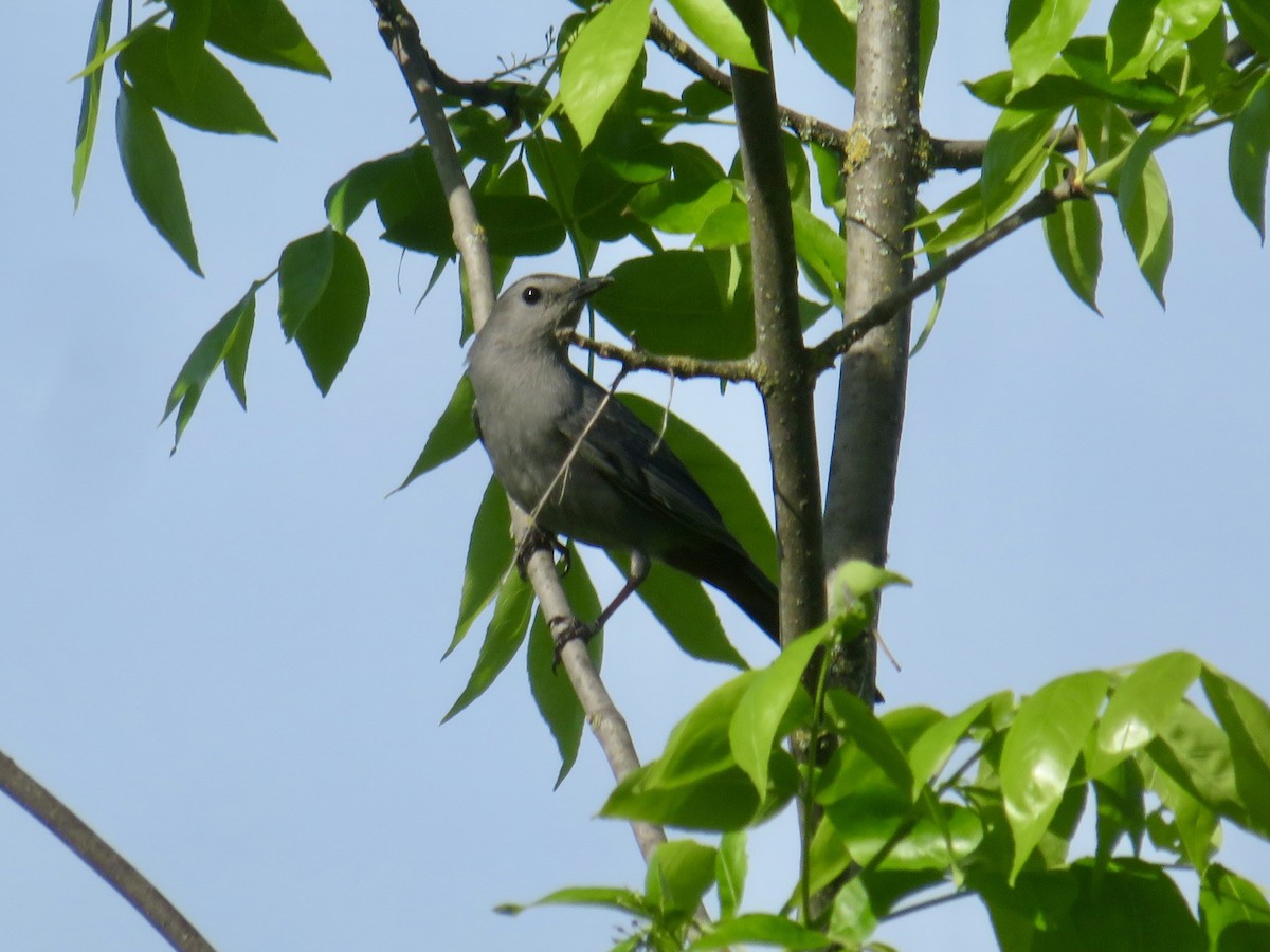 Gray Catbird - Christine Cote