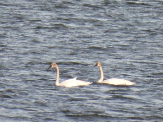 Trumpeter Swan - Richard Lott