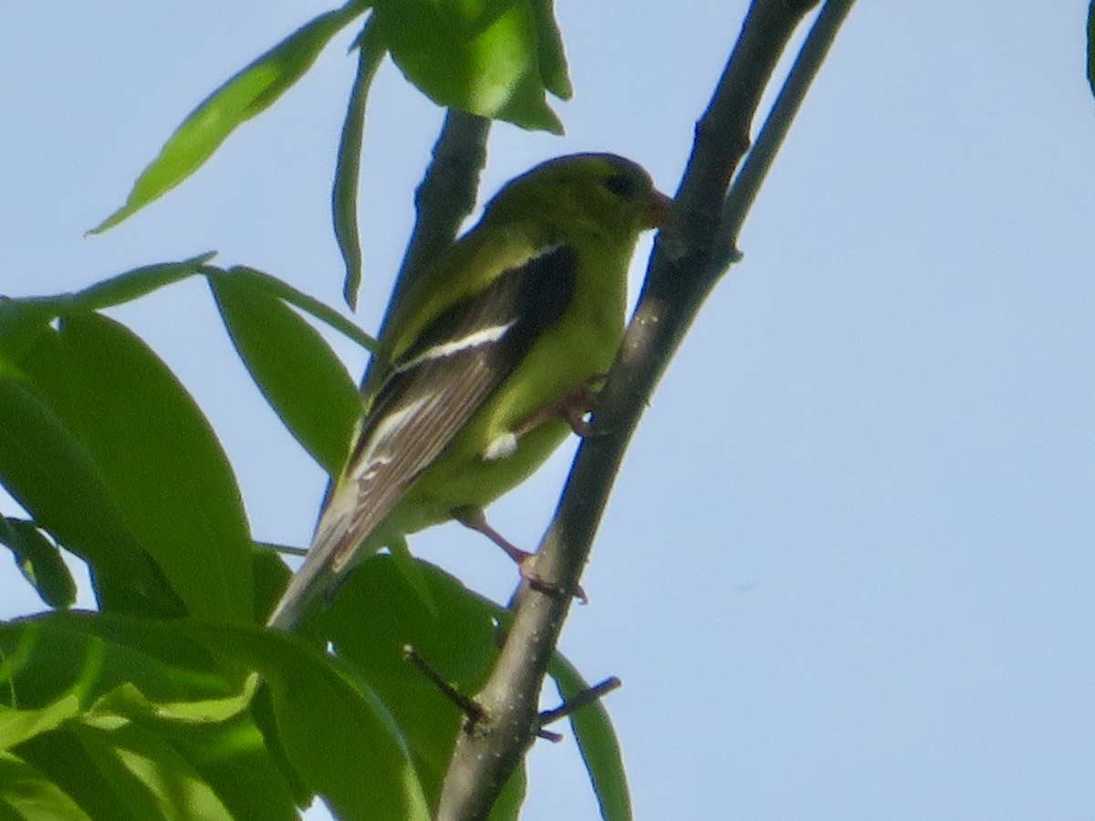 American Goldfinch - Christine Cote