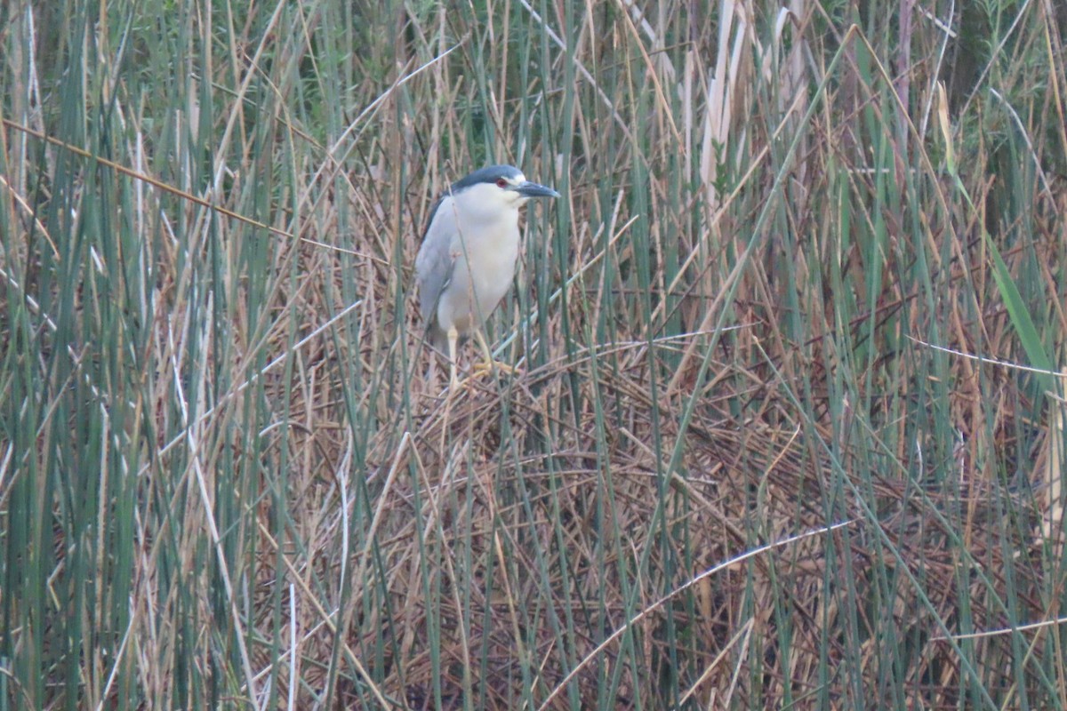 Black-crowned Night Heron - Suzi Holt