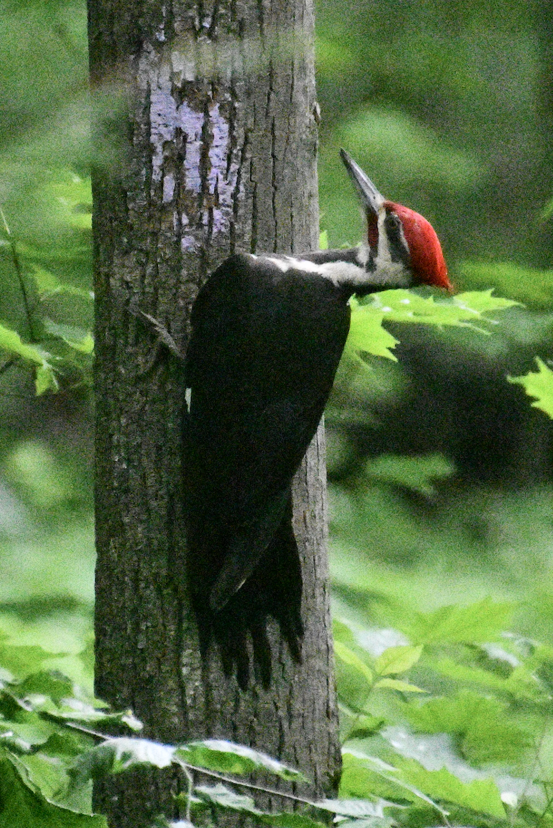 Pileated Woodpecker - Cliff Miller