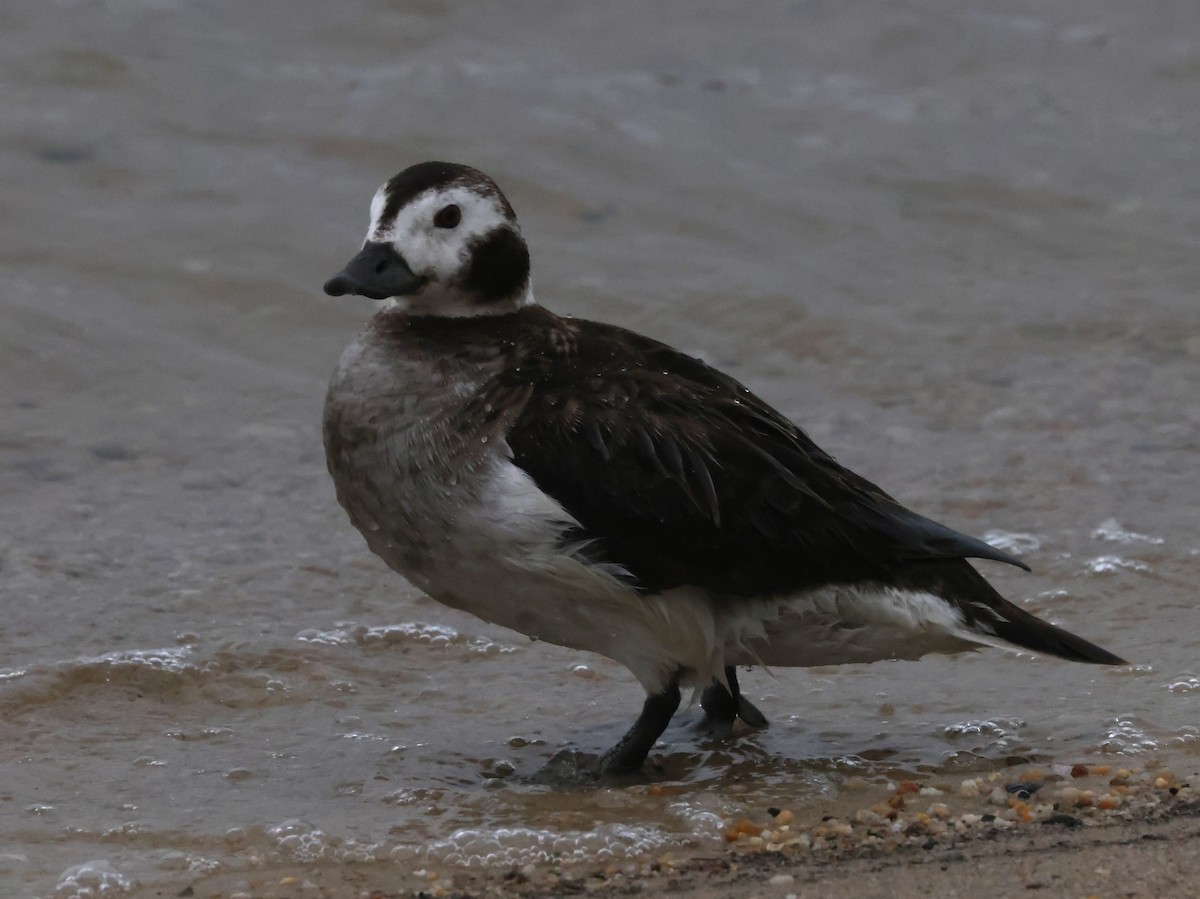 Long-tailed Duck - Jim Stasz