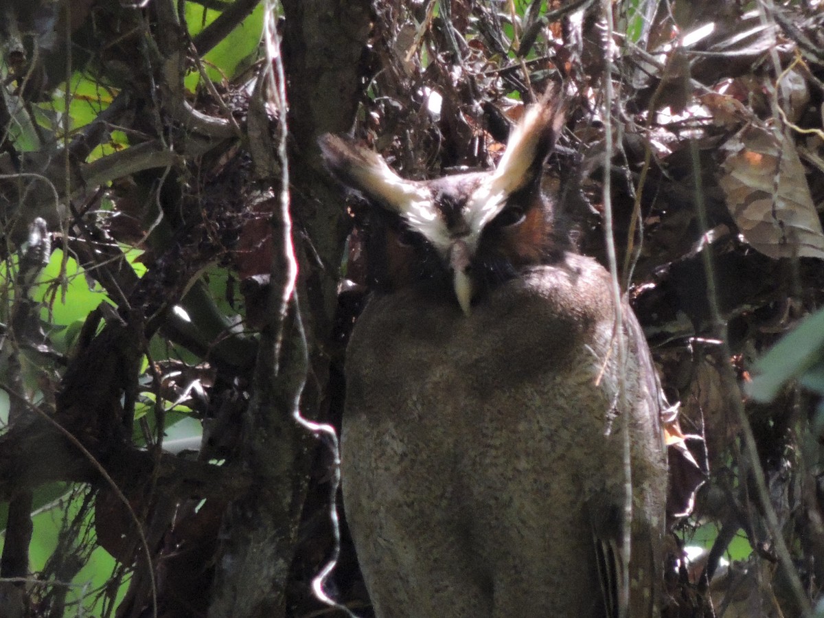 Crested Owl - Roger Lambert