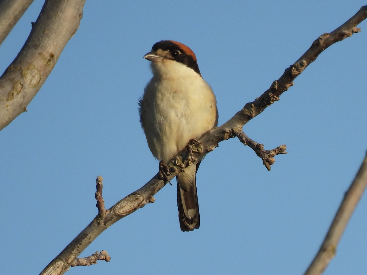 Woodchat Shrike - Miguel Ángel  Pardo Baeza