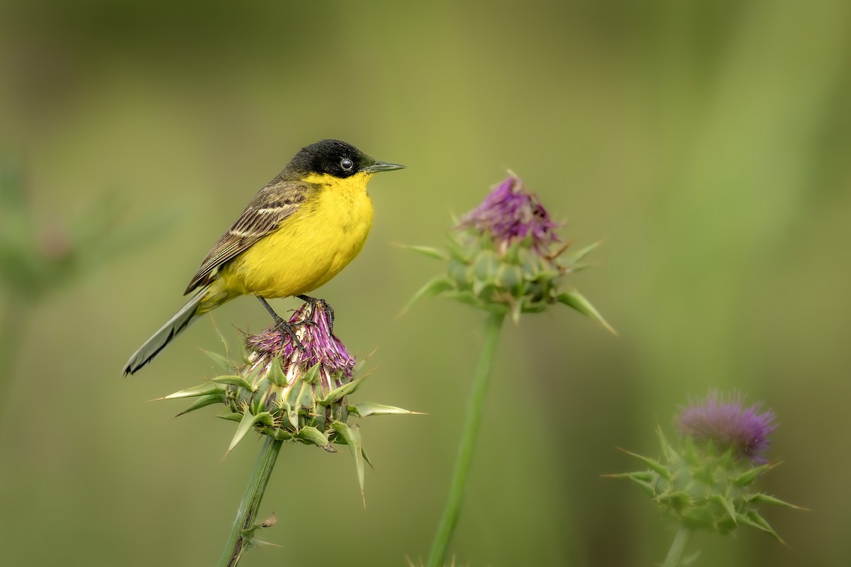 Western Yellow Wagtail - Levent Uysal