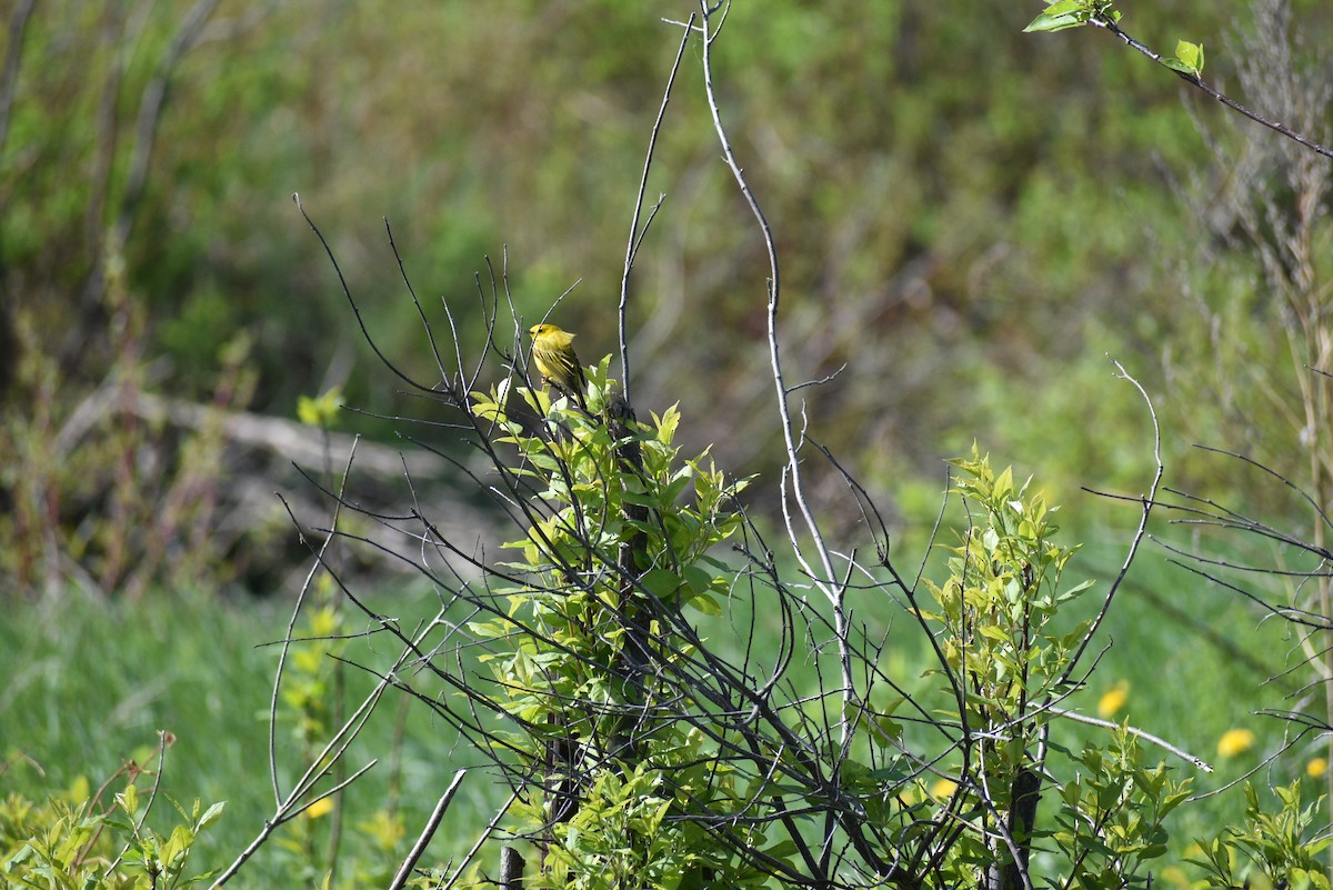 Yellow Warbler - Marlene Deschenes