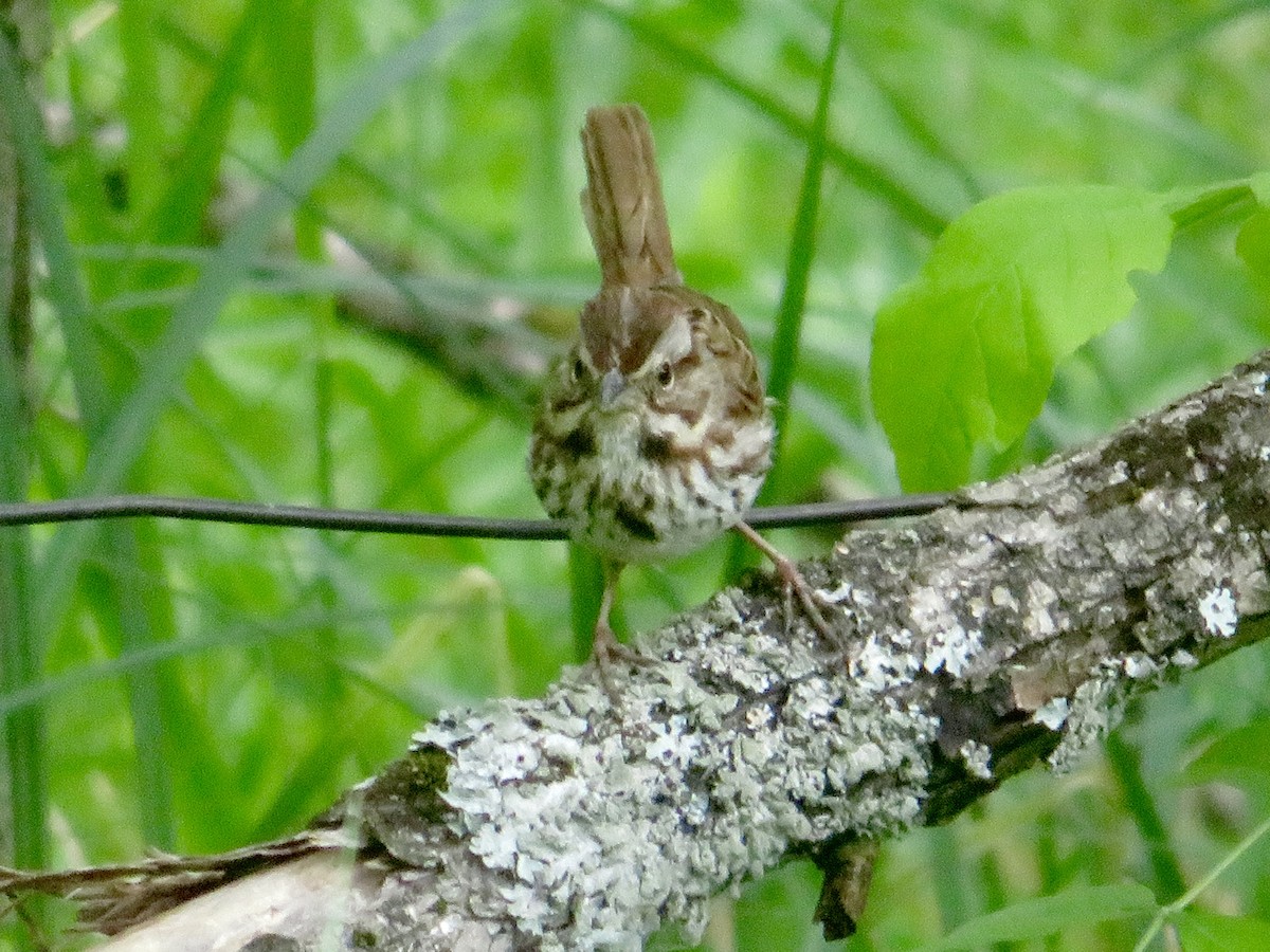 Song Sparrow - Christine Cote