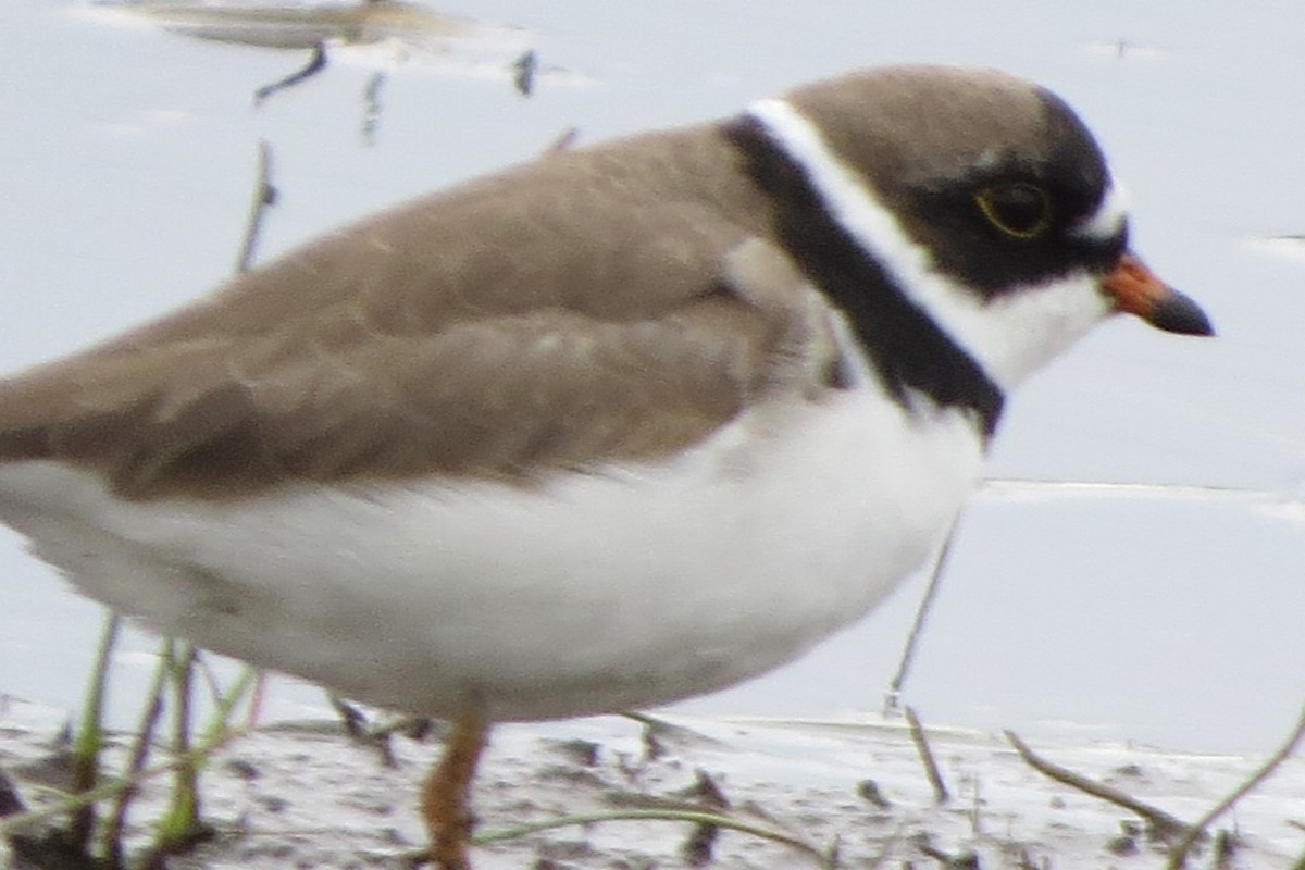 Semipalmated Plover - Kathy  Kirk