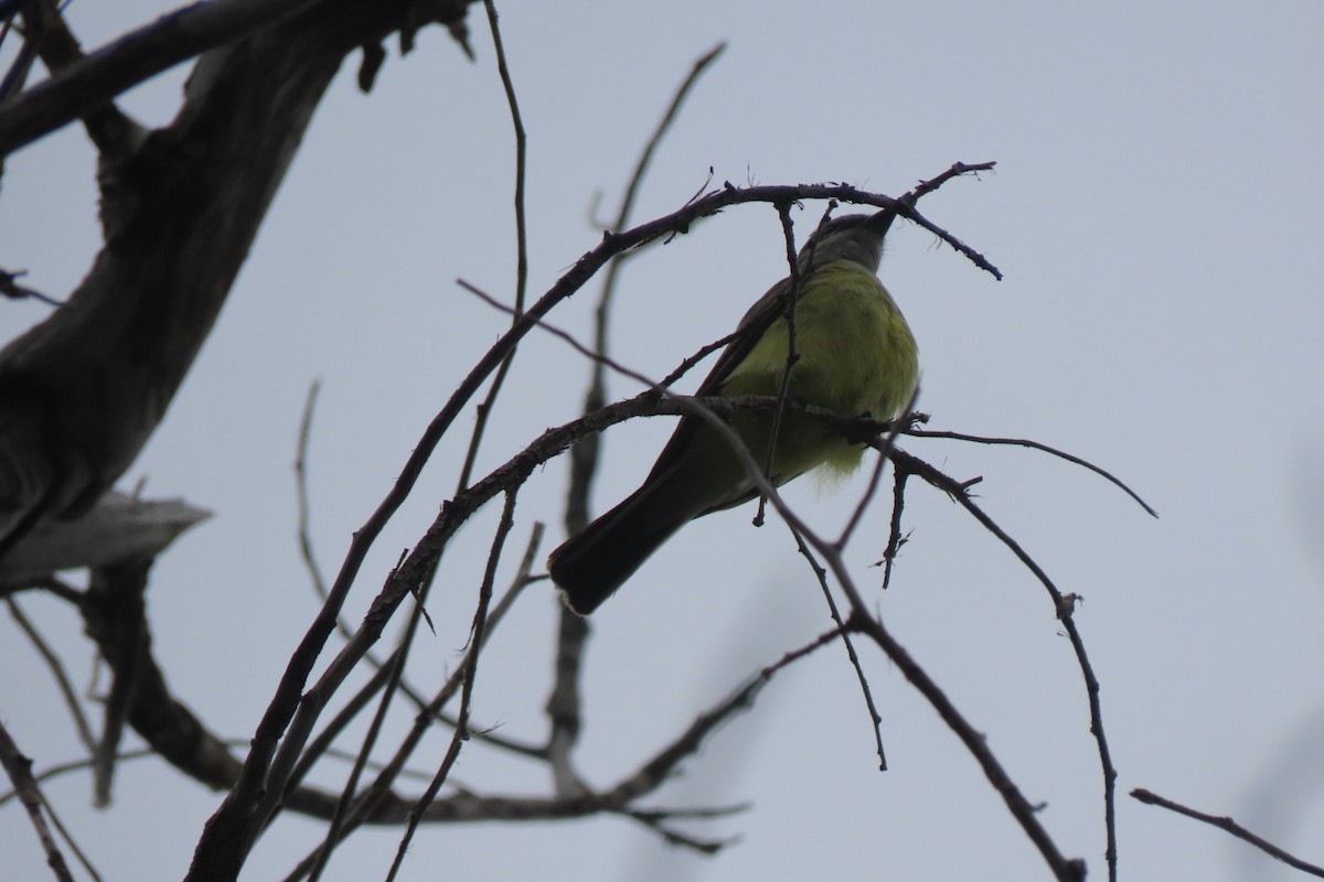 Western Kingbird - ML619579787