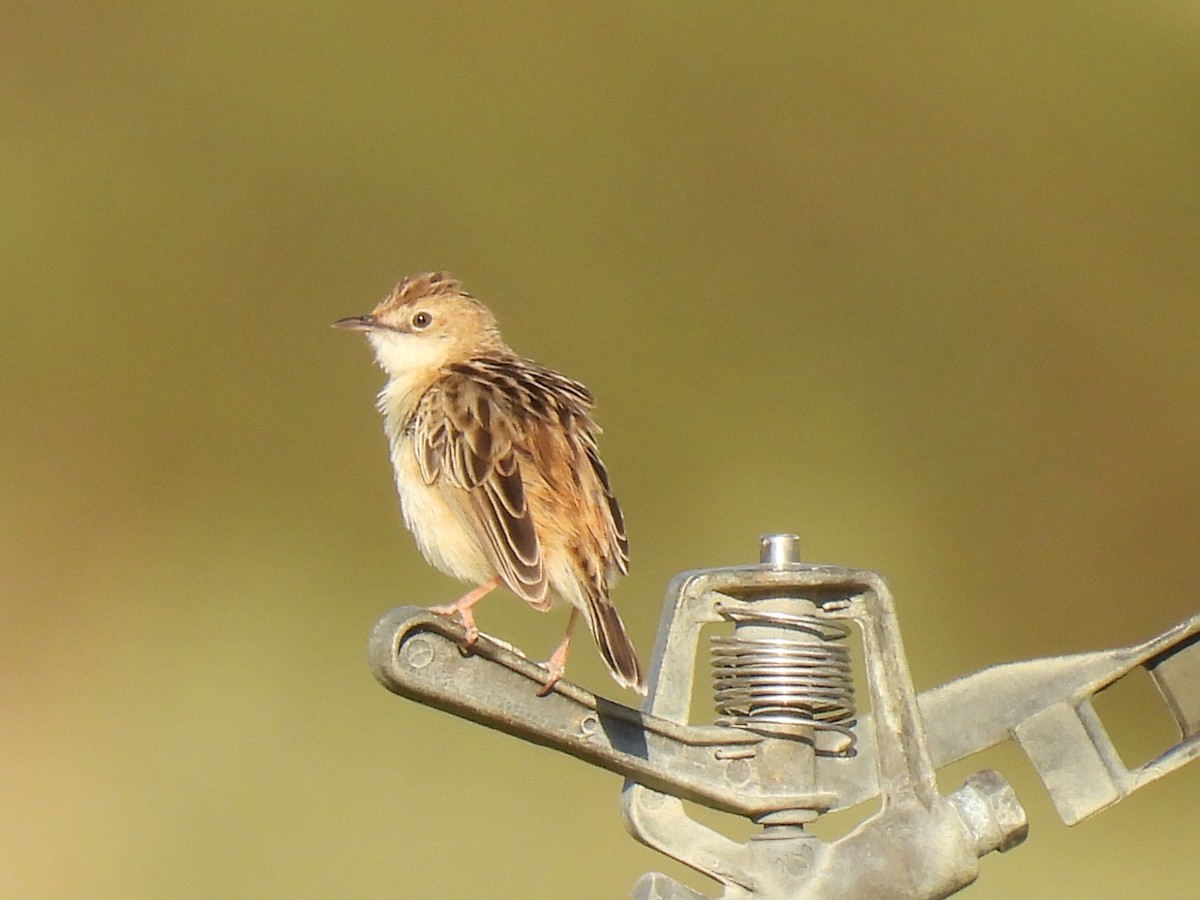 Zitting Cisticola - Miguel Ángel  Pardo Baeza